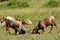 Topis, Maasai Mara Game Reserve, Kenya