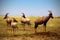 Topis on savanna plains in Kenya - Masai Mara national park