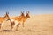 Topis standing in savanna grassland, Kenya, Africa