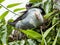 Topknot Pigeon in Queensland Australia