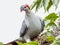 Topknot Pigeon in Queensland Australia