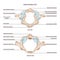 Topmost or atlas vertebra. First cervical vertebra connecting the skull