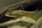 Topmouth Gudgeon - Pseudorasbora parva