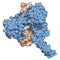 Topoisomerase I topo I DNA binding enzyme. Target of a number of chemotherapy drugs used against cancer.