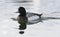 Topper, Greater scaup, Aythya marila