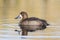 Topper, Greater Scaup, Aythya marila