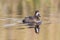 Topper, Greater Scaup, Aythya marila