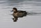 Topper, Greater scaup, Aythya marila