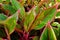 The tops of an aglaonema houseplant leaves