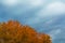 The tops of aspen trees in autumn