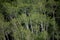 Tops of Aspen Trees and Green Leaves