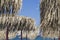 Tops of beach umbrella or parasols made of reed. Natural material. Windy summer day. Vacation and travel concept. Retro style