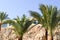 Tops of beautiful tropical palms with green branches against the background of windows and a steep sandy cliff against the blue sk