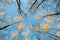 Tops of Birches against blue sky, autumn day