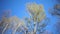 Tops of birches with young spring leaves against the background of the blue sky in sunny day