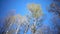 Tops of birches with young spring leaves against the background of the blue sky in sunny day