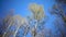 Tops of birches with young spring leaves against the background of the blue sky in sunny day