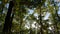 Tops of common oaks with autumn leaves against the sky