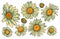 Tops of daisy flowers, vector set. Bundle of isolated floral design elements. Vector collection of beautiful blooming chamomiles