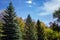 Tops of fall trees and pine trees against a bright blue sky