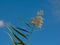 Tops of a giant reed cane on a blue sky - Arundo donax