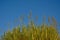 Tops of giant reed plants in Guadalhorce river estuary