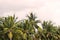 The tops of palm trees against a cloudy sky in the tropics