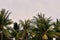 The tops of palm trees against a cloudy sky in the tropics