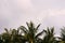 The tops of palm trees against a cloudy sky in the tropics