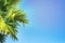 The tops of palm trees on a clear blue sky