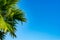 The tops of palm trees on a clear blue sky