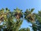 The tops of palm trees with green leaves and other trees against the blue sky in a warm tropical eastern country southern resort