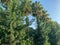 The tops of palm trees with green leaves and other trees against the blue sky in a warm tropical eastern country southern resort