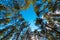 Tops of pine trees in a dense evergreen forest bottom up view.