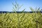 Tops of plants with a lot of large ripening pods concealing a huge crop