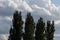 The tops of poplars against a cloudy blue sky. Floral world of Russia.