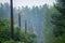 The tops of a row of tarred old simple electric poles with sagging wires