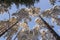 The tops of snow-covered trees, bottom-up view, against a blue sky