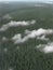 The tops of the spruce forest and the fog above it. AI Genered