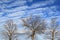 Tops of three bare trees against brilliant blue skies