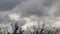 Tops of Trees Against Cumulonimbus Clouds