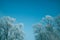 Tops of the trees covered with snow and frosty frost against the blue sky