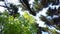 Tops of trees sway from wind on background blue sky