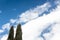 Tops of two thin cedar trees against a dramatic sky of clear blue with white clouds, creative copy space