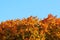 Tops of vivid coloured leaves on autumn trees with clear blue sky space for text above. Autumn background