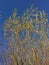 Tops of Willow Trees at Tree Farm