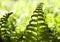 Tops of young fern leaves on a blurred natural background