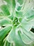 Topsy Turvy Echeveria. Succulent green tropical plant close-up view.