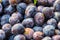 Topview background from organic Plums or damson, own garden or m