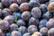 Topview background from organic Plums or damson, own garden or m